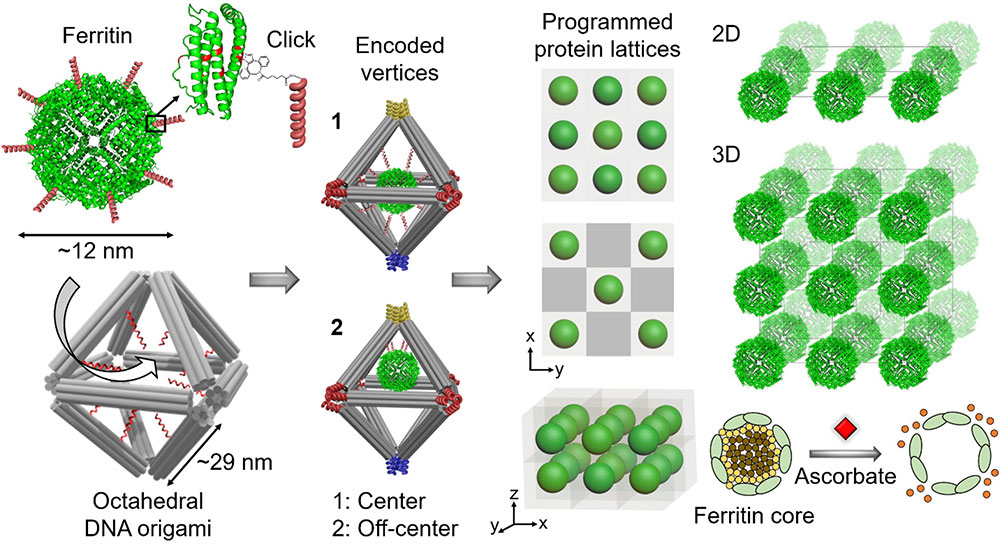 An illustration showing the approach for assembling biologically functional proteins into ordered 2-D and 3-D arrays